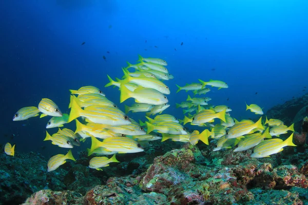 Escola Peixes Águas Profundas Vida Subaquática — Fotografia de Stock