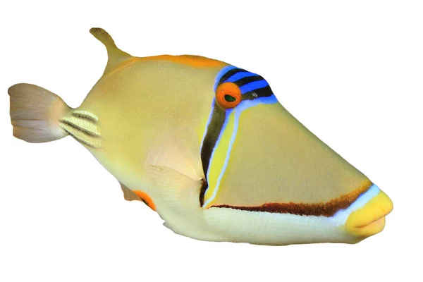 Triggerfish Portrait Isolated White Background — Stok fotoğraf