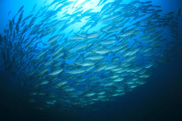 School of fish in deep blue water. Underwater life.