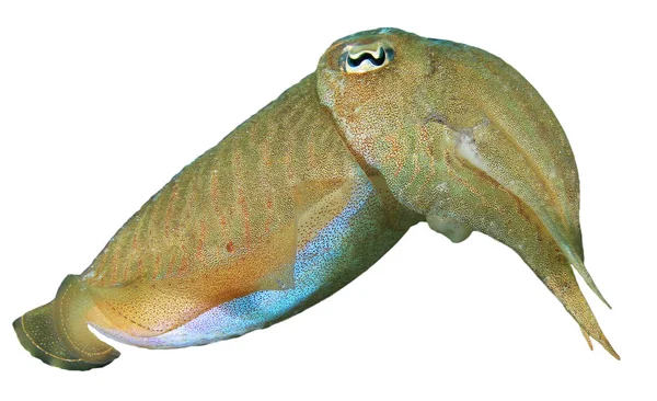 Cuttlefish Isolado Sobre Fundo Branco — Fotografia de Stock