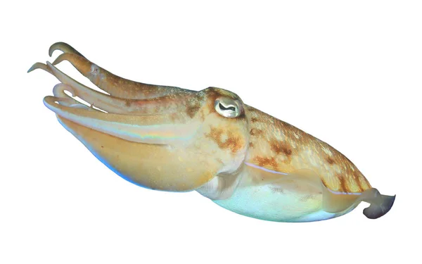 Cuttlefish Isolado Sobre Fundo Branco — Fotografia de Stock