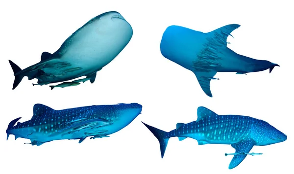 Groep Haaien Geïsoleerd Witte Achtergrond — Stockfoto