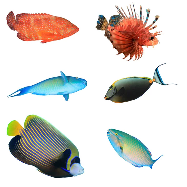 Skupina Tropických Ryb Izolovaných Bílém Pozadí — Stock fotografie