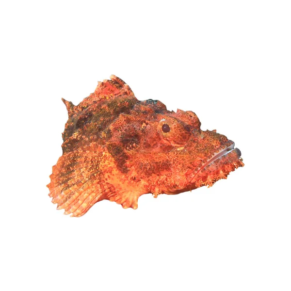 Roter Skorpionfisch Isoliert Auf Weißem Hintergrund — Stockfoto