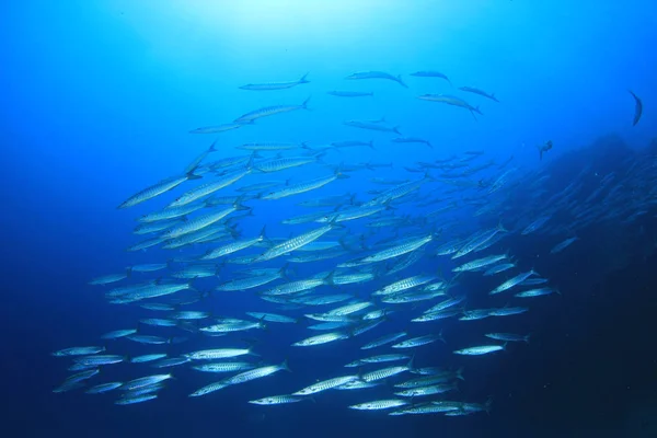 Fischschwärme Tiefblauen Wasser — Stockfoto