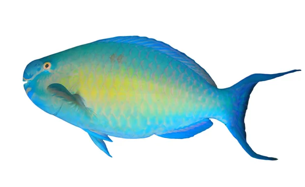 Parrotfish Tropical Fish Portrait Isolated White Background — ストック写真