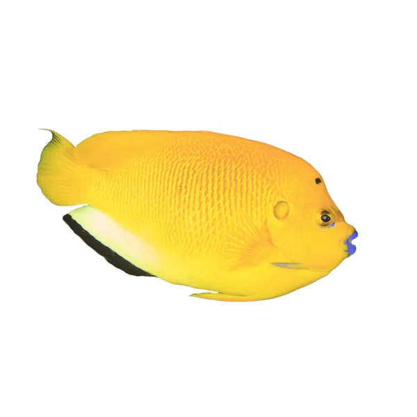 Жовта Тропічна Риба Ізольована Білому Тлі — стокове фото