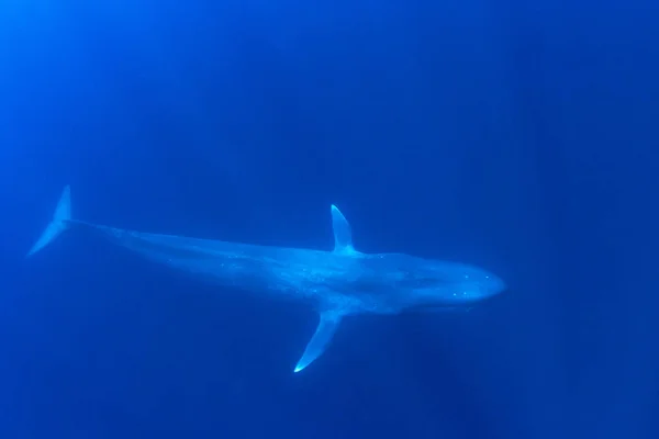 Baleia Azul Debaixo Água Baleia Azul Pigmeu Migrando Para Timor — Fotografia de Stock