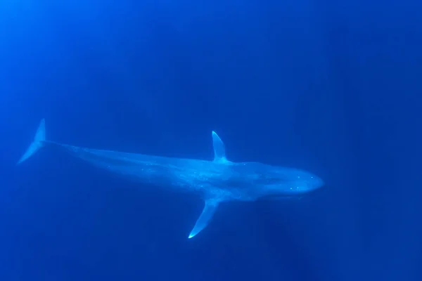 Blauwe Vinvis Onder Water Pygmee Blauwe Walvis Trekt Langs Timor — Stockfoto