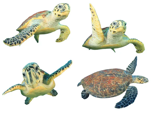 Grupp Sköldpaddor Isolerad Vit Bakgrund — Stockfoto