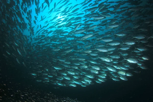 School of fish in deep blue water. Underwater life.