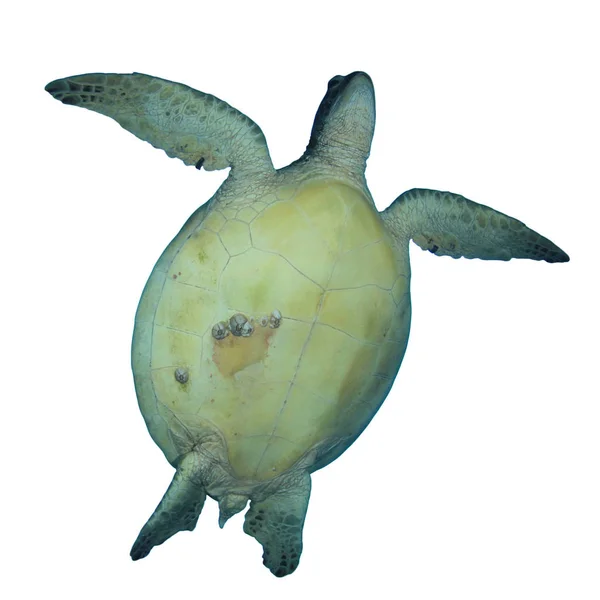Portrait Single Turtle Isolated White Background — Stock Photo, Image