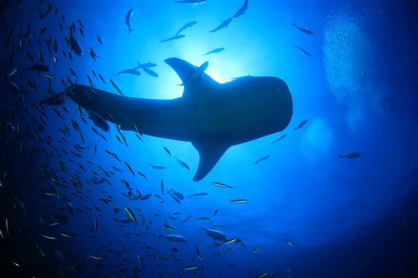 Escuela Peces Con Tiburón Peligroso Vida Submarina — Foto de Stock