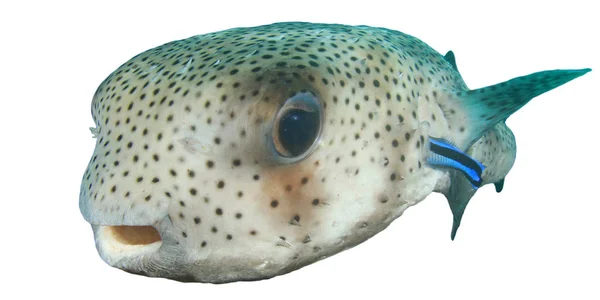 Рыба Фугу Белом Фоне — стоковое фото
