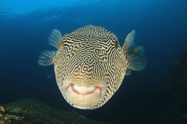 Närbild Tropiska Rev Fisk Vatten — Stockfoto