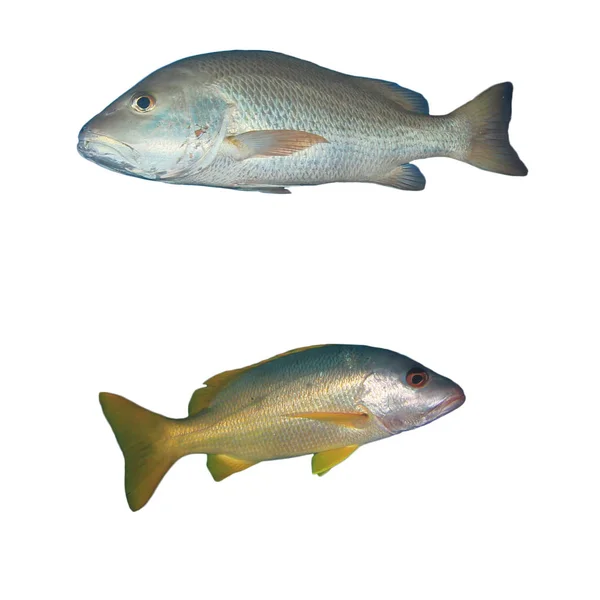 Ryby Drapieżne Odizolowane Białym Tle — Zdjęcie stockowe