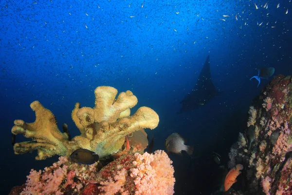 サンゴ礁の近くで泳ぐ小魚の学校 — ストック写真