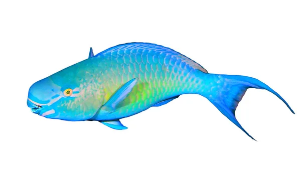 Néon Azul Verde Parrotfish Enferrujado Isolado Fundo Branco — Fotografia de Stock
