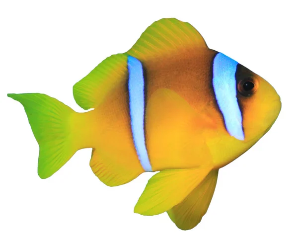 Ocellaris Clownfish Amphiprion Ocellaris Isolato Fondo Bianco — Foto Stock