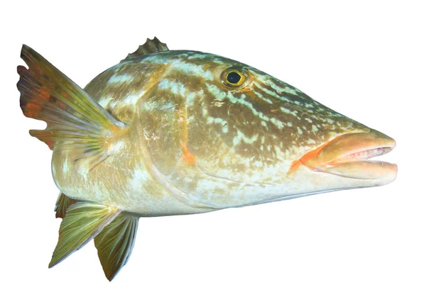 Spottade Triggerfish Porträtt Isolerad Vit Bakgrund — Stockfoto