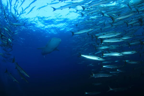 Escuela Peces Con Tiburón Enorme Vida Submarina —  Fotos de Stock