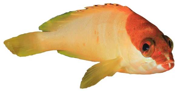 白を基調とした黄色と橙色の魚 — ストック写真