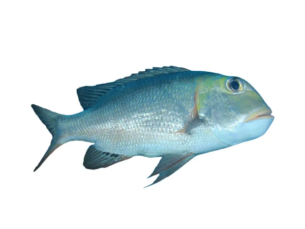 Одинокая Рыба Белом Фоне — стоковое фото