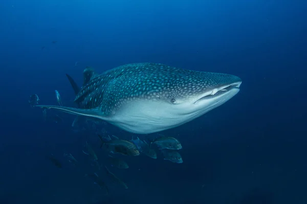 Peligroso Tiburón Nadando Entre Escuela Peces Aguas Azules Profundas — Foto de Stock