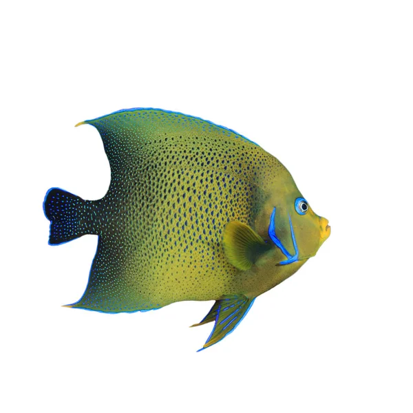 Oceano Pacífico Angelfish Isolado Fundo Branco — Fotografia de Stock