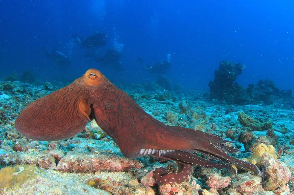 Valtava Mustekala Koralliriutalla — kuvapankkivalokuva