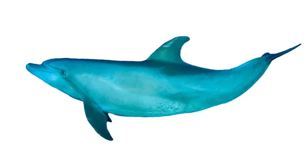 Single Dolphin Isolated White Background — Stock Photo, Image