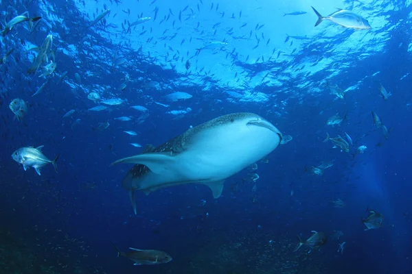 Fiskstim Med Farlig Haj Undervattensliv — Stockfoto