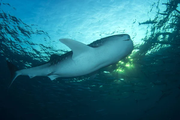 Escola Peixes Com Tubarão Enorme Vida Subaquática — Fotografia de Stock