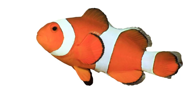 Klein Clownfish Portret Geïsoleerd Witte Achtergrond — Stockfoto