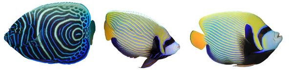 Angelfish Group Isolated White Background — 스톡 사진