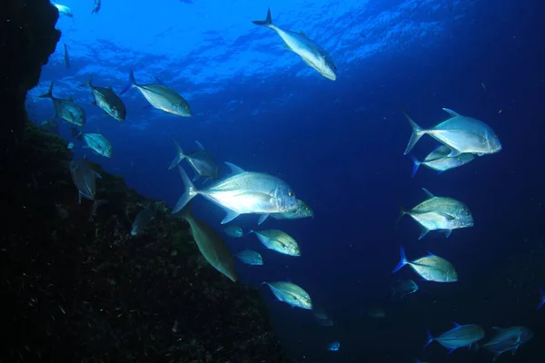 Школа Рыб Глубокой Голубой Воде — стоковое фото