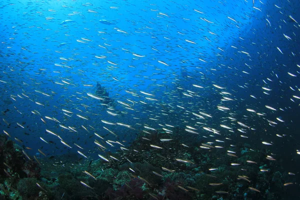 Silhuetter Dykkere Med Fisk Nærheten Livet Vann – stockfoto