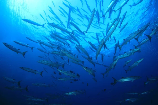 School Fish Deep Blue Water Underwater Life — Stock Photo, Image