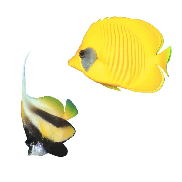 Ikan Angelfish Kuning Diisolasi Pada Latar Belakang Putih — Stok Foto