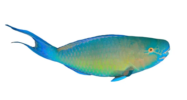 Warna Scarus Vetula Ratu Parrotfish Terisolasi Latar Belakang Putih — Stok Foto