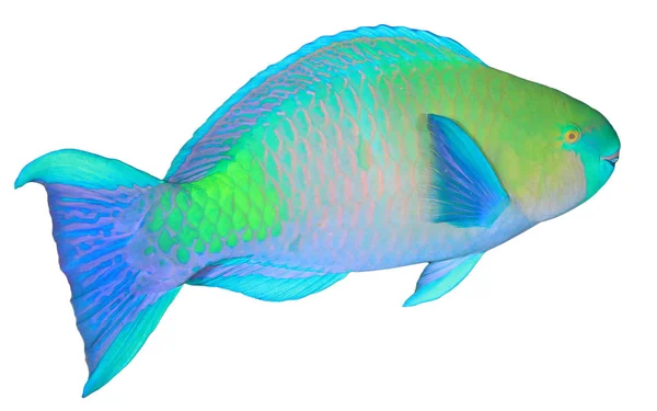 Pretty Blue Green Parrotfish Isolated White Background — 스톡 사진