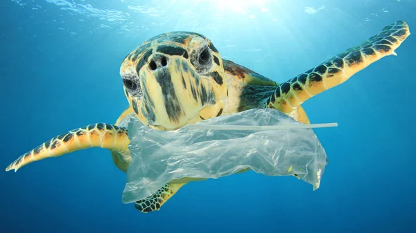 Turtle trying to eat plastic trash underwater. Plastic pollution, problem. Save the planet concept.