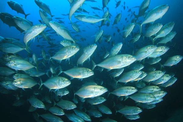 Рыба Голубой Воде — стоковое фото
