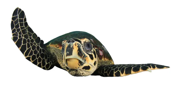 Beyaz Arkaplanda Izole Edilmiş Tek Kaplumbağa Portresi — Stok fotoğraf