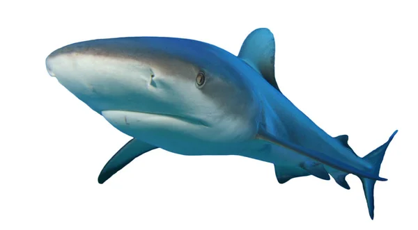 Tubarão Isolado Sobre Fundo Branco — Fotografia de Stock