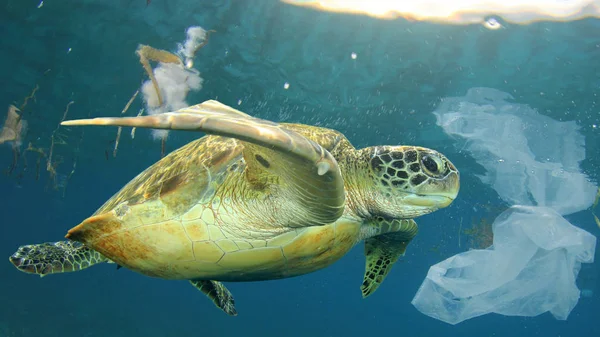 Kaplumbağa suyun altında plastik çöp yemeye çalışıyor. Plastik kirliliği, sorun. Gezegen kavramını koru.