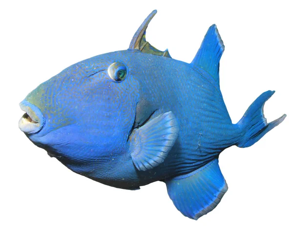 Blue Triggerfish Isolated White Background — 스톡 사진