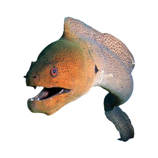 Moray eel isolated on white background