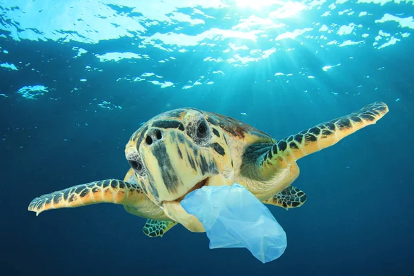 Turtle with plastic trash in mount. Global pollution.