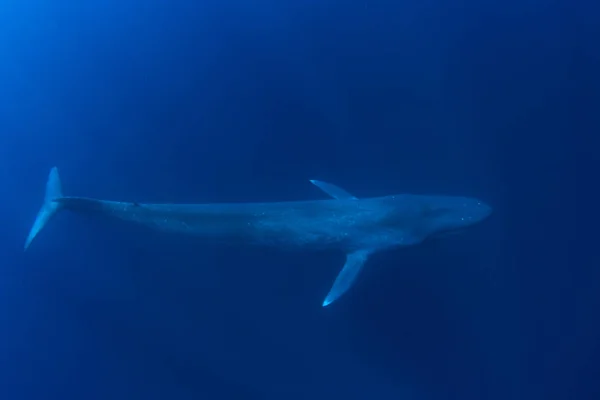 Blauwe Vinvis Onder Water Pygmee Blauwe Walvis Trekt Langs Timor — Stockfoto